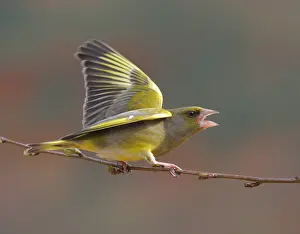 2008 Prints: Groenling, European Greenfinch, Chloris chloris