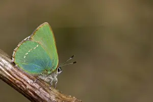 Images Dated 29th April 2017: Groentje, Green Hairstreak, Callophrys rubi