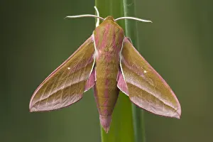 2011 Prints: Groot avondrood, Elephant Hawk-moth, Deilephila elpenor