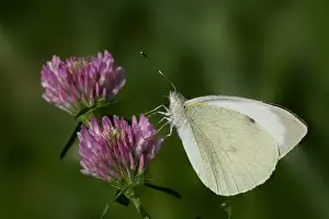 Images Dated 2nd September 2007: Groot Koolwitje, Large White