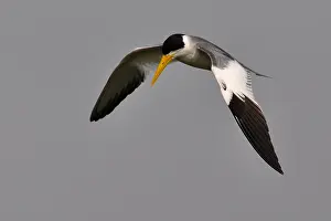 Vissende Prints: Grootbekstern, Large-billed tern, Phaetusa simplex