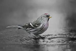 Doortrekker Prints: Grote barmsijs; Mealy Redpoll, Acanthis flammea