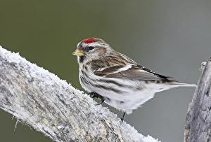 Images Dated 12th March 2008: Grote Barmsijs, Mealy Redpoll, Carduela flammea