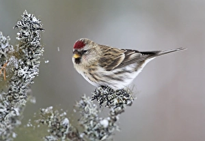 Images Dated 12th March 2008: Grote Barmsijs, Mealy Redpoll, Carduela flammea