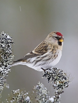 Images Dated 12th March 2008: Grote Barmsijs, Mealy Redpoll, Carduela flammea