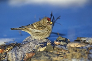 2002 Prints: Grote Barmsijs, Mealy Redpoll, Carduela flammea