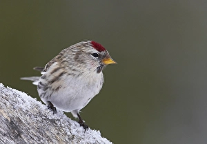Images Dated 12th March 2008: Grote Barmsijs, Mealy Redpoll, carduelis flammea