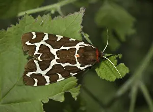 2005 Prints: Grote Beervlinder, Garden tiger moth, Arctia caja