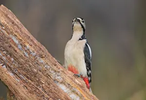 Dendrocopos Prints: Grote bonte Specht, Great Spotted Woodpecker, Dendrocopos major