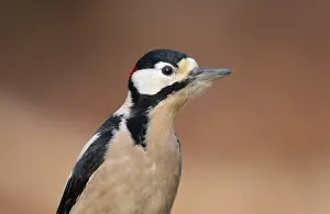 Dendrocopos Prints: Grote bonte Specht, Great Spotted Woodpecker, Dendrocopos major