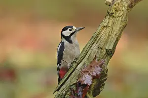 Dendrocopos Prints: Grote Bonte Specht, Great Spotted Woodpecker, Dendrocopos major