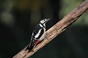 Dendrocopos Prints: Grote bonte Specht, Great Spotted Woodpecker, Dendrocopos major