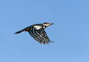 Dendrocopos Prints: Grote Bonte Specht, Great Spotted Woodpecker, Dendrocopos major
