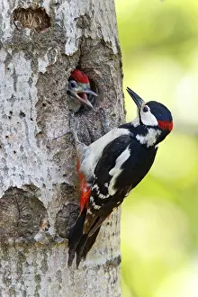 Dendrocopos Prints: Grote Bonte Specht; Great Spotted Woodpecker; Dendrocopos major