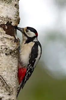 Dendrocopos Prints: Grote Bonte Specht ; great spotted Woodpecker; Dendrocopos major