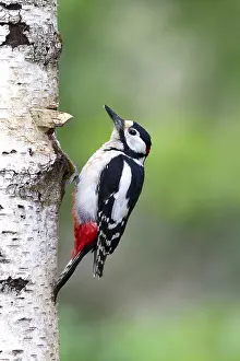 Dendrocopos Prints: Grote Bonte Specht; Great Spotted Woodpecker; Dendrocopos major