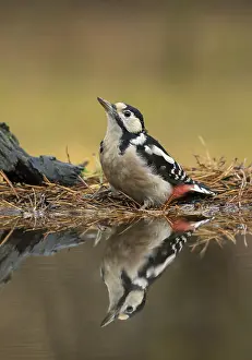 Dendrocopos Prints: Grote Bonte Specht; great spotted Woodpecker; Dendrocopos major
