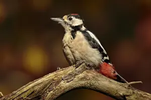 Dendrocopos Prints: Grote Bonte Specht; great spotted Woodpecker; Dendrocopos major
