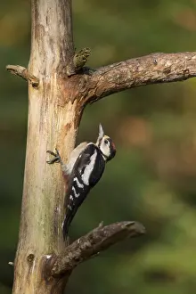 Dendrocopos Prints: Grote Bonte Specht; great spotted Woodpecker; Dendrocopos major