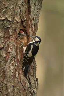 Dendrocopos Prints: Grote Bonte Specht	; great spotted Woodpecker; Dendrocopos major