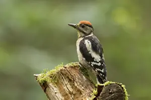 Dendrocopos Prints: Grote Bonte Specht; great spotted Woodpecker; Dendrocopos major