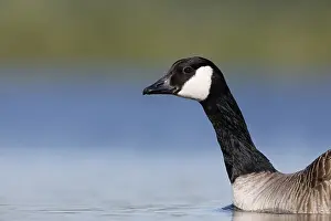 2018 Prints: Grote Canadese gans; Branta canadensis; Canada Goose