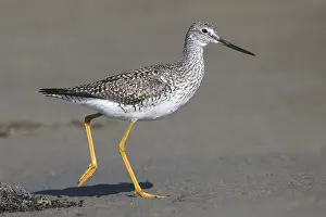 Melanoleuca Prints: Grote Geelpootruiter, Greater Yellowlegs, Tringa melanoleuca