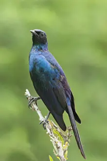 Lamprotornis Prints: Grote Glansspreeuw, Burchell's Starling, Lamprotornis australis