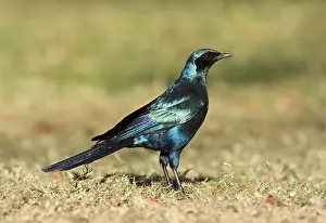 Images Dated 15th September 2008: Grote Glansspreeuw, Burchell's Starling, Lamprotornis australis