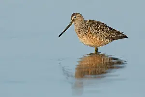 Images Dated 19th April 2014: Grote Grijze Snip, Long-billed Dowitcher, Limnodromus scolopaceu