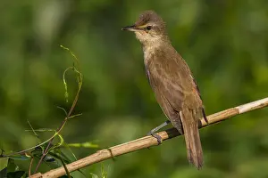 Images Dated 5th September 2013: Grote Karekiet; Great Reed Warbler; Acrocephalus arundinaceus