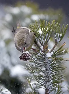 Images Dated 11th January 2015: Grote Kruisbek, Parrot Crossbill, Loxia pytyopsittacus