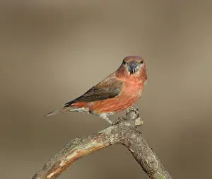 Doortrekker Prints: Grote Kruisbek, Parrot Crossbill, Loxia pytyopsittacus