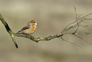 Doortrekker Prints: Grote Kruisbek, Parrot Crossbill, Loxia pytyopsittacus