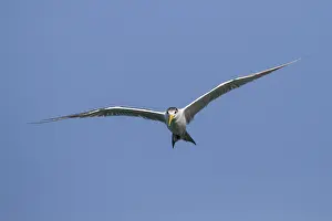 Largest Subspecies Prints: Grote Kuifstern, Greater Crested Tern, Thalasseus bergii velox