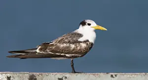 2013 Prints: Grote Kuifstern, Greater Crested Tern, Thalasseus bergii velox