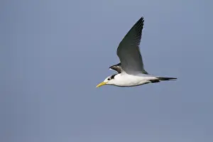 2013 Prints: Grote Kuifstern, Greater Crested Tern, Thalasseus bergii velox