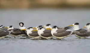 Largest Subspecies Prints: Grote Kuifstern, Greater Crested Tern, Thalasseus bergii velox