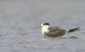 Largest Subspecies Prints: Grote Kuifstern, Greater Crested Tern, Thalasseus bergii velox