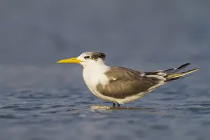 Largest Subspecies Prints: Grote Kuifstern, Greater Crested Tern, Thalasseus bergii velox