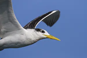 2013 Prints: Grote Kuifstern, Greater Crested Tern, Thalasseus bergii velox