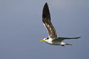 2013 Prints: Grote Kuifstern, Greater Crested Tern, Thalasseus bergii velox