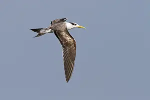 2013 Prints: Grote Kuifstern, Greater Crested Tern, Thalasseus bergii velox