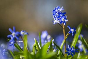 Landhuis Prints: Grote sneeuwroem, Forbes glory-of-the-snow, Chionodoxa forbesii
