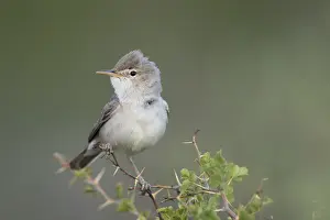 Hippolais Prints: Grote Vale Spotvogel, Upcher's Warbler, Hippolais languida