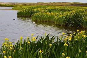 2011 Prints: Grote Vlak Texel