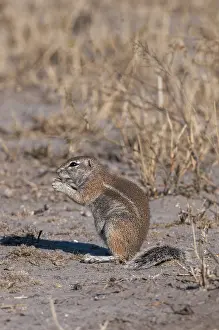 Images Dated 6th June 2009: A ground squirrel, Paraxerus cepapi