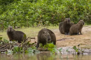 Images Dated 28th September 2015: A group of Capybara, Hydrochaeris hydrochaeris