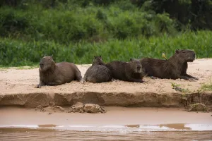Images Dated 27th September 2015: A group of Capybara, Hydrochaeris hydrochaeris