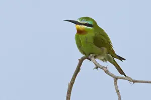 Gruccione egiziano; Blue-cheecked Bee-eater; Merops persicus
